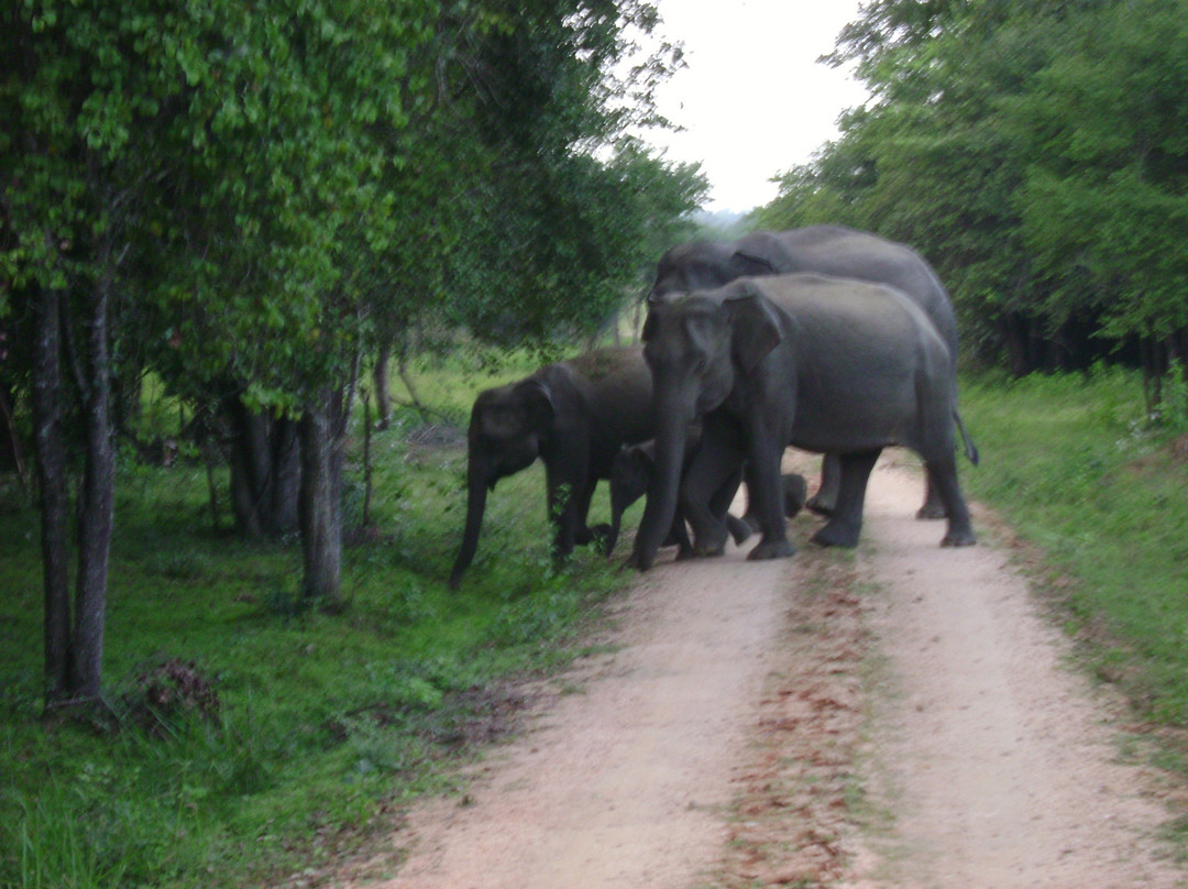 Wasgamuwa National Park-波隆纳鲁瓦必去景点