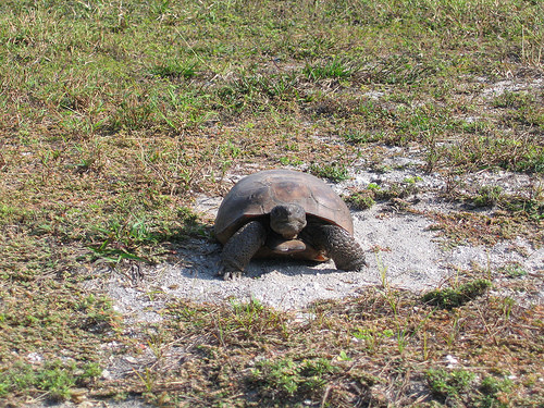 Brooker Creek Preserve-塔彭斯普林斯必去景点