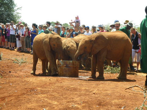 野生动物探险游-内罗毕必去景点