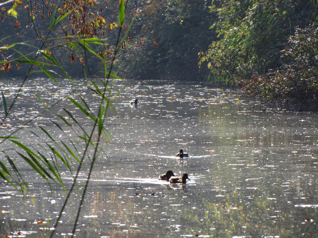 Canatara Park景点图片