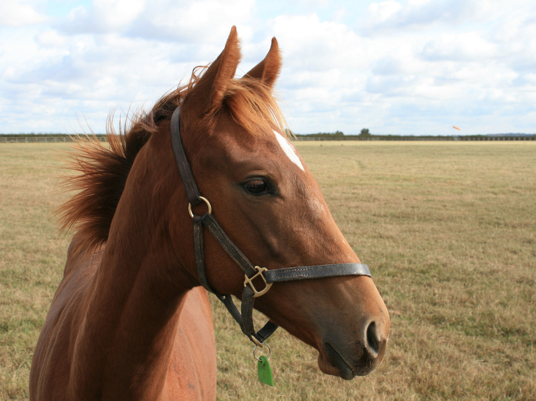 Discover Newmarket Tours-纽马克特必去景点