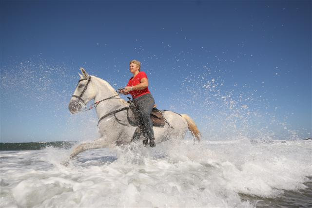 Paradise Riding - Horseback Tours景点图片