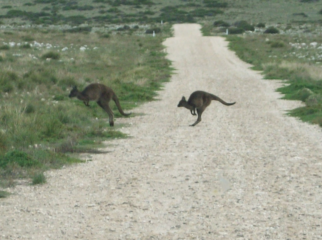 Kangaroo Island Odysseys景点图片