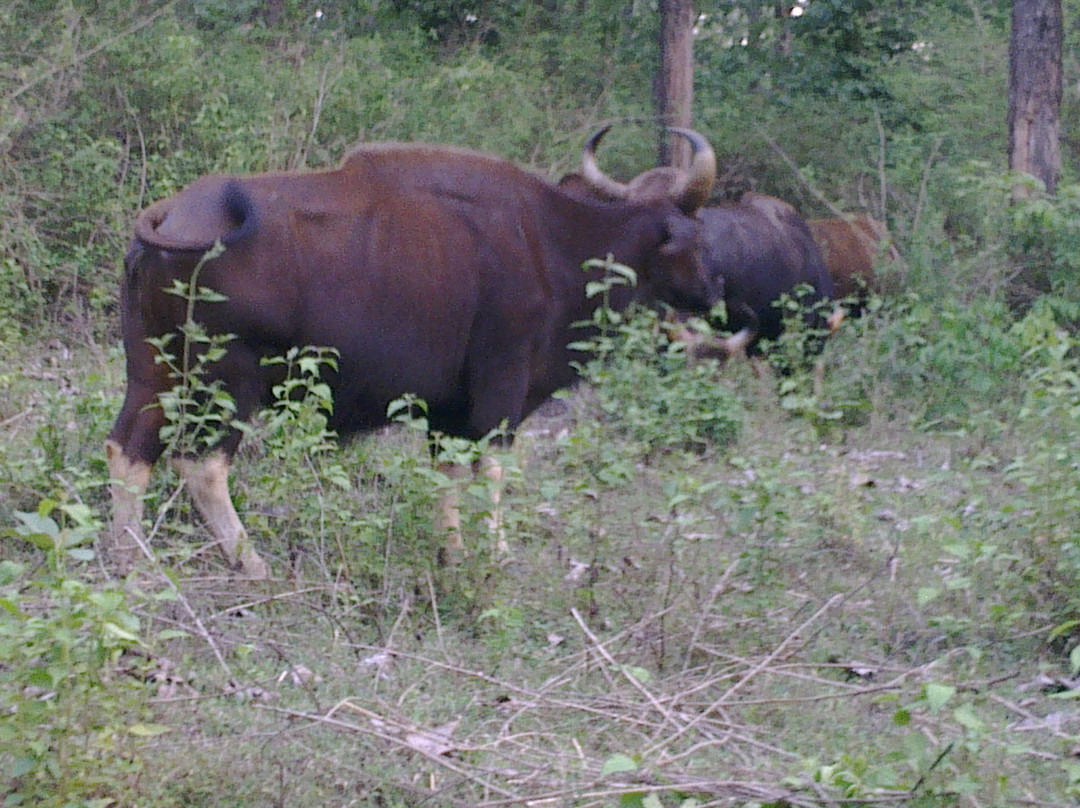 Wayanad Wildlife Sanctuary景点图片