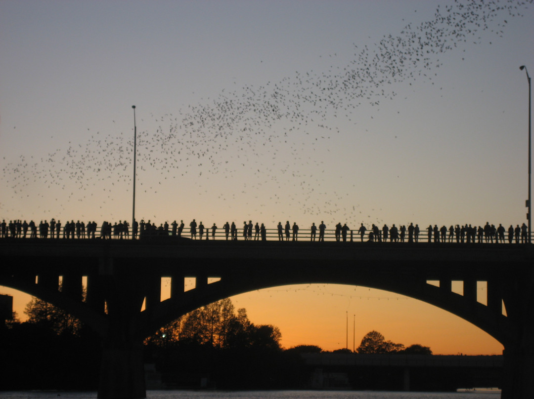 Congress Avenue Bridge Bat Watching-奥斯丁必去景点