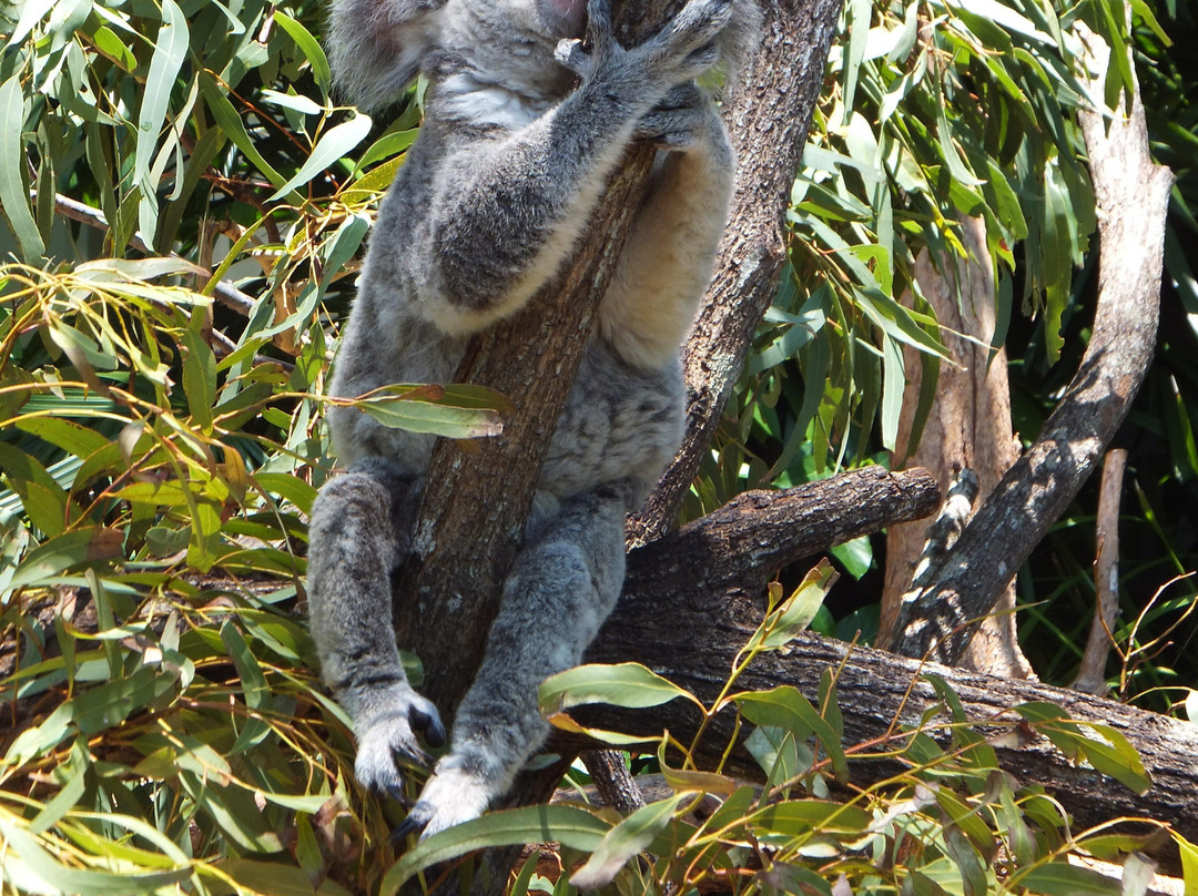 汉密尔顿岛野生动物世界-汉密尔顿岛必去景点