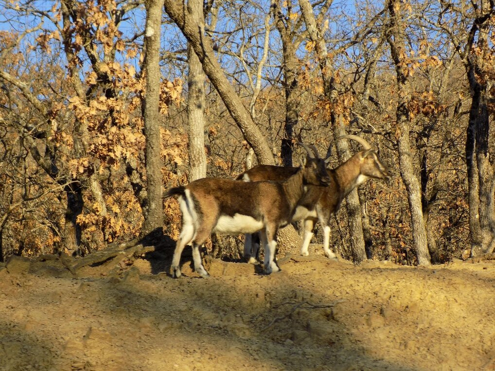 Environmental Park Mpourazani