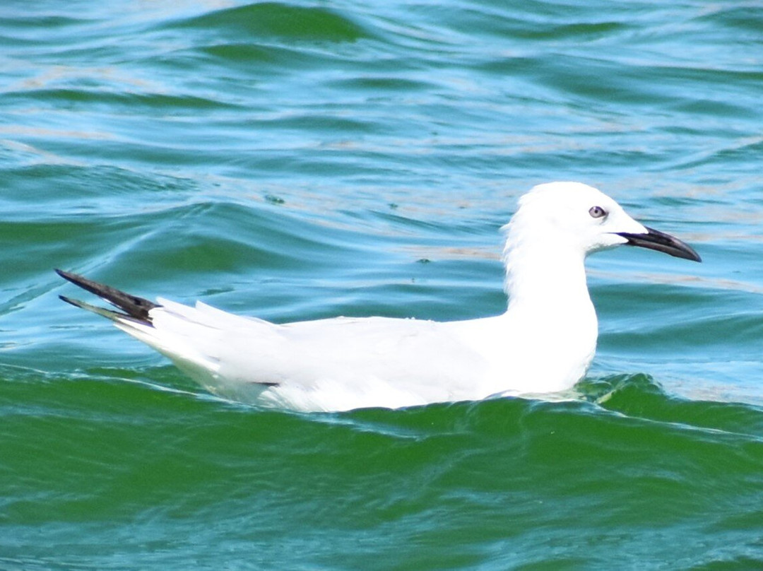 Aqaba Bird Observatory-亚喀巴必去景点