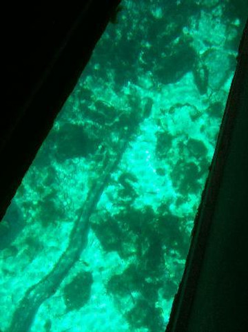 The Meadows Center For Water And The Environment-圣马科斯必去景点