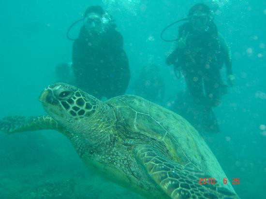 夏威夷彩虹潜水呼吸器-火奴鲁鲁必去景点
