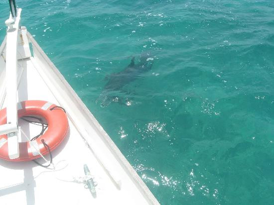 Sail Beluga-普罗维登西亚莱斯必去景点