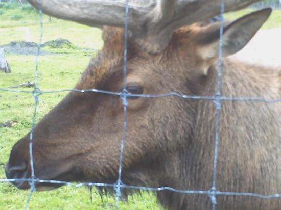 Big Game Alaska-戈德伍德必去景点