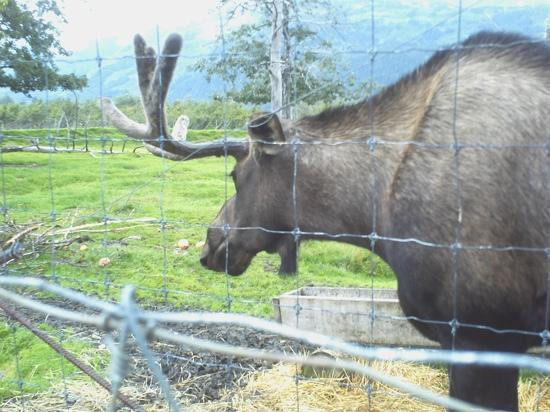 Big Game Alaska-戈德伍德必去景点