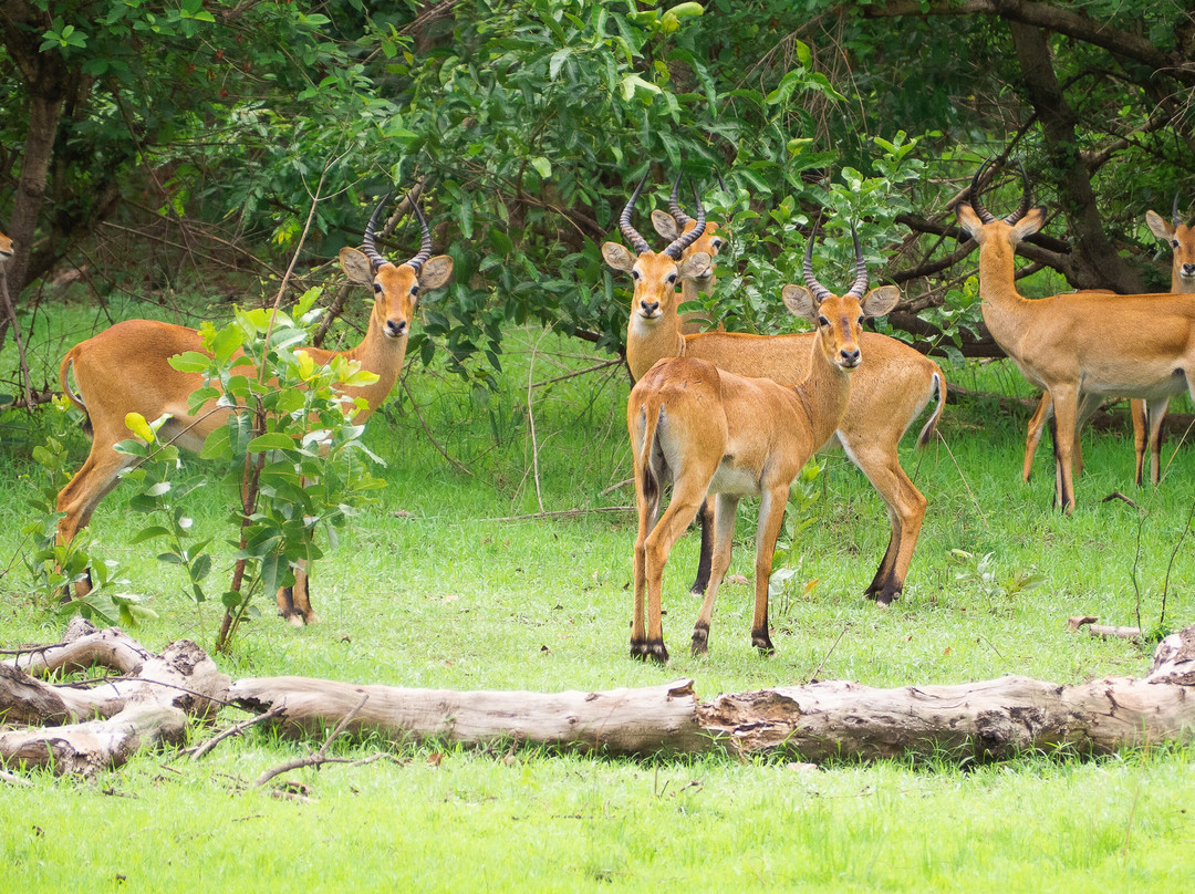 Mole National Park-Larabanga必去景点