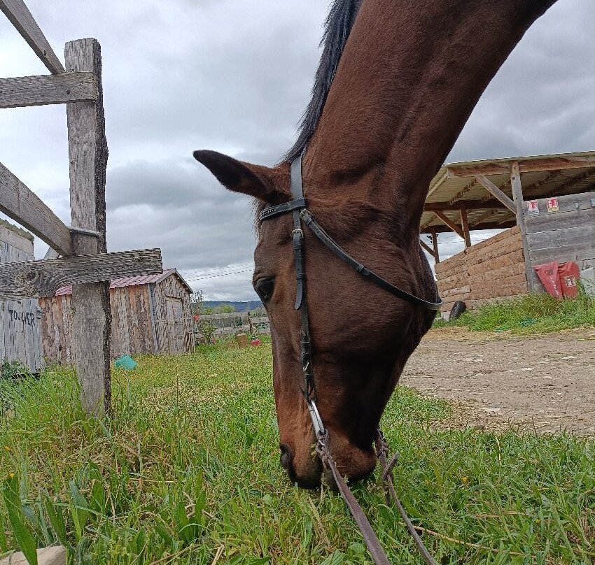 La ferme equestre des peches景点图片