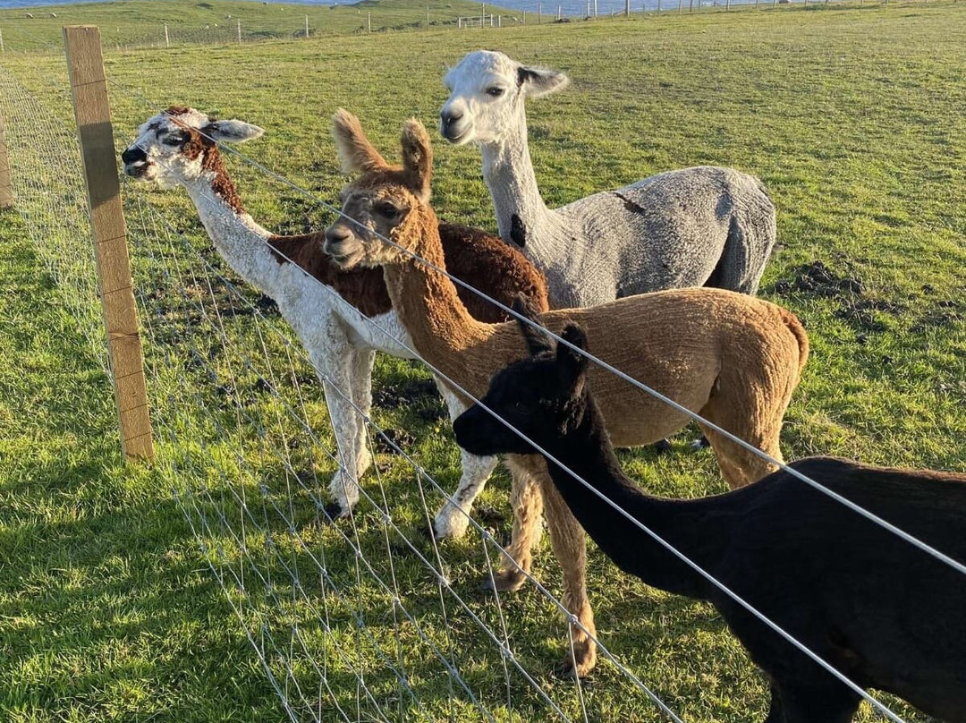 Affrigate Alpacas - Orkney-Brims必去景点