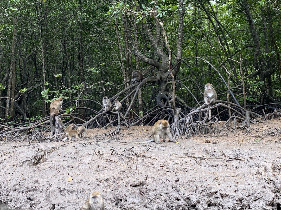 兰卡威巴德红树林之旅景点图片