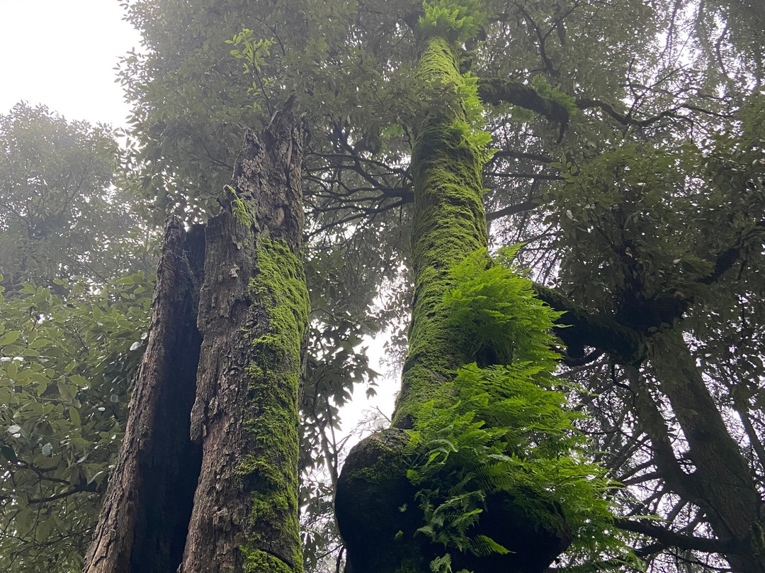 Brij Villa, Dalhousie | A Colonial Luxury Retreat主图