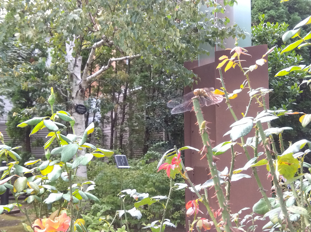 Nemunoki Garden-品川区必去景点