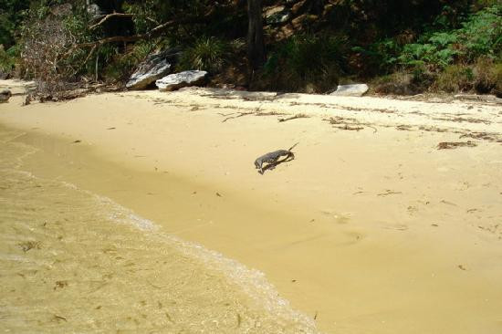 Sydney Seaplanes-Rose Bay必去景点