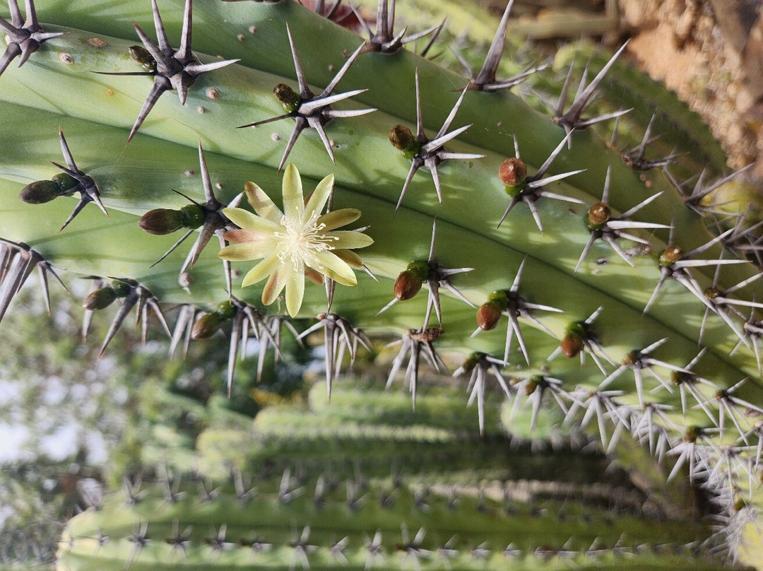 Cactus Country-Strathmerton必去景点