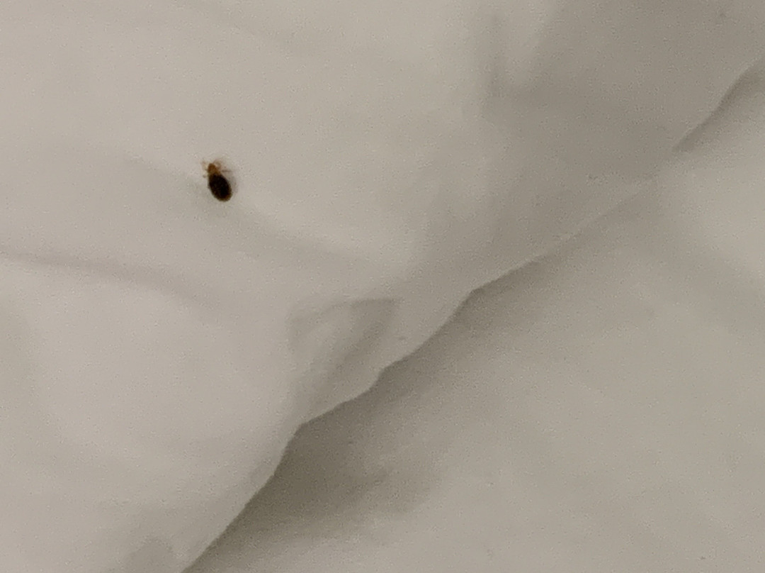 The English Inn of Charlottesville主图