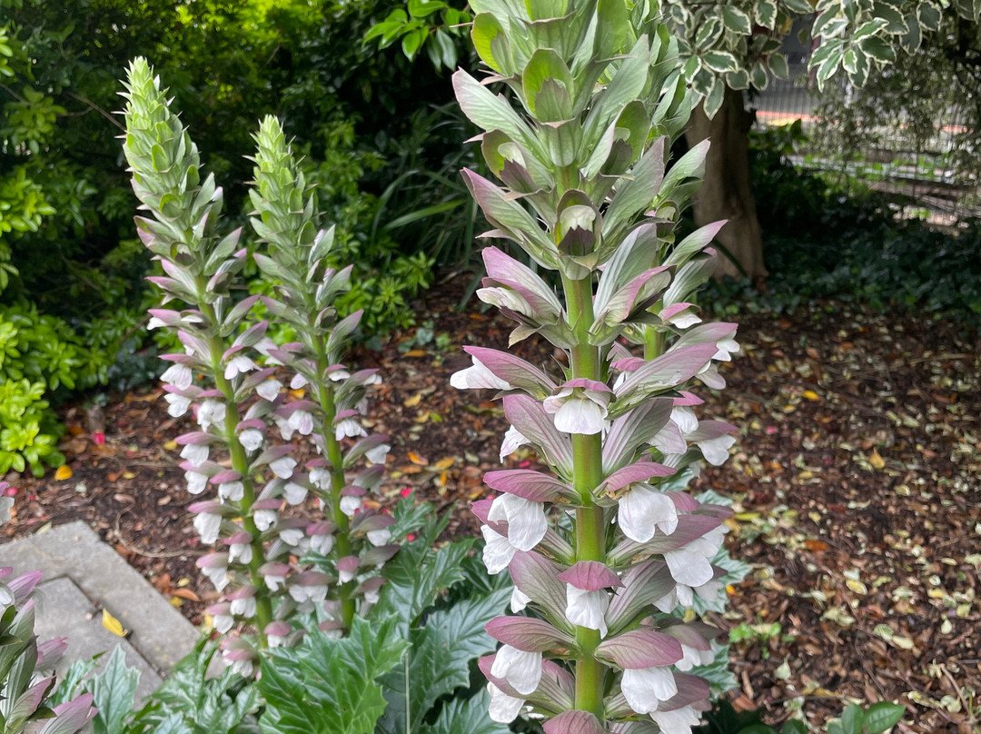 Queen Street Park-沃拉格尔必去景点