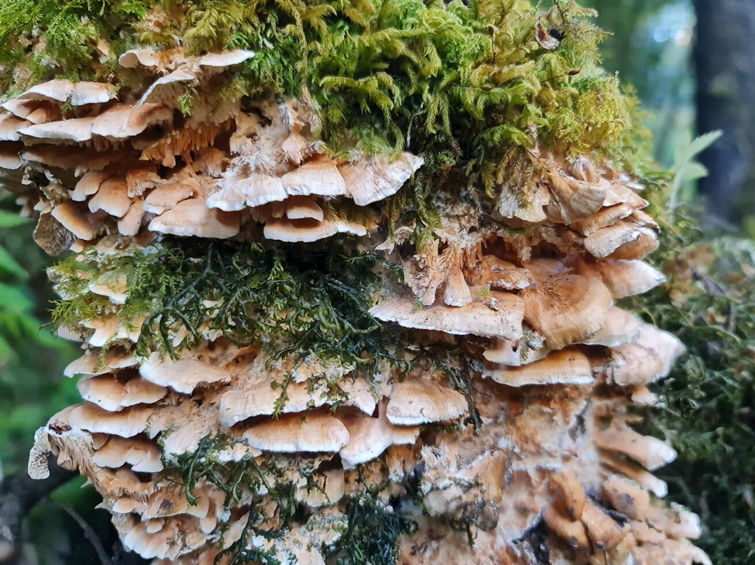 Langtang Valley-Langtang National Park必去景点