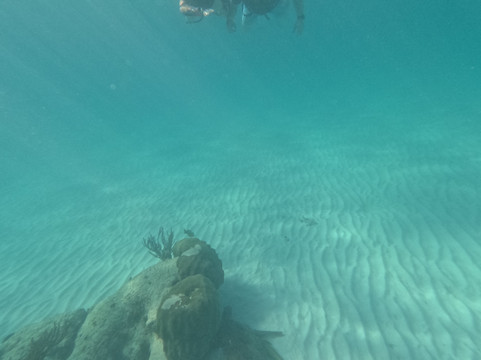 Marine Life Akumal MX-艾库玛尔必去景点