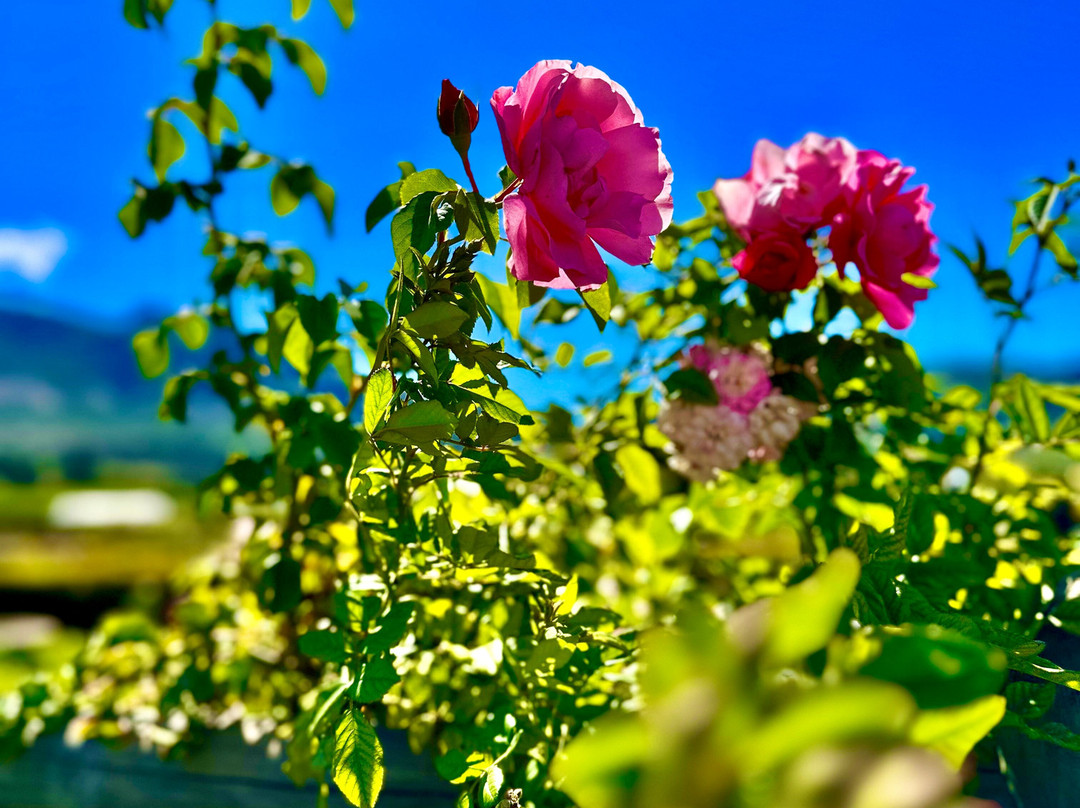 Constantia Uitsig Wine Estate-康士坦提亚必去景点