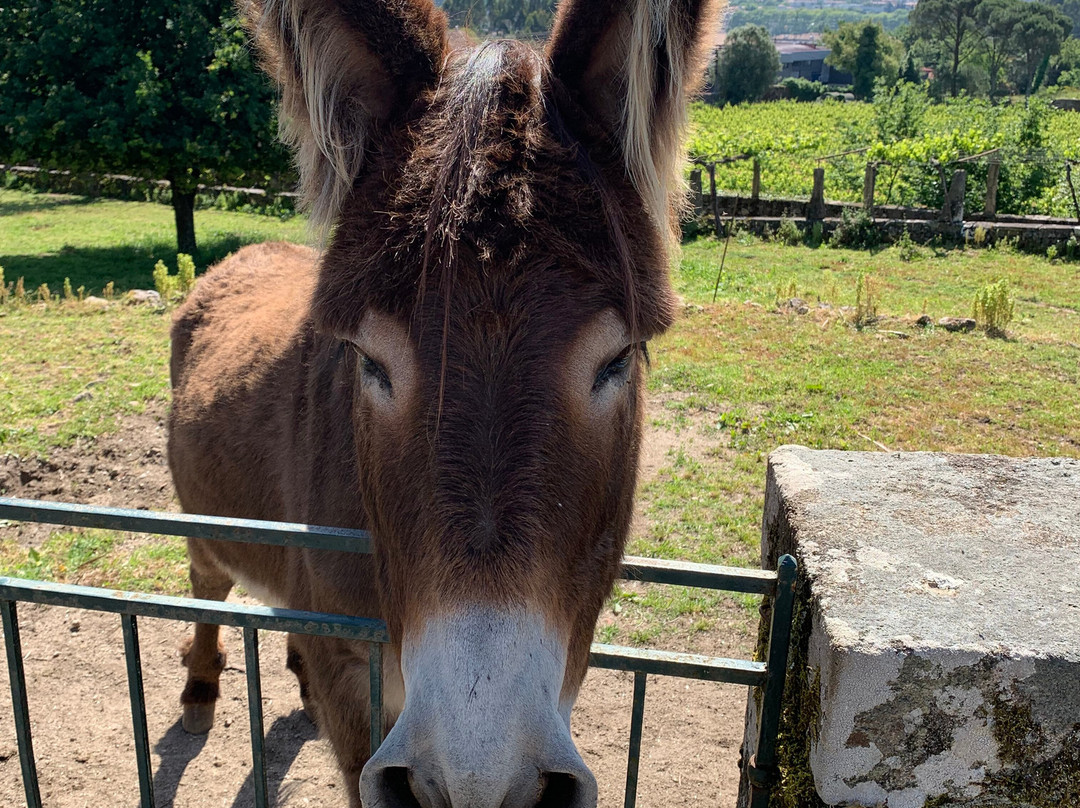 Quinta Do Convento Da Franqueira主图