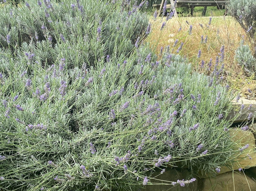 Fattoria di Maiano-菲耶索莱必去景点