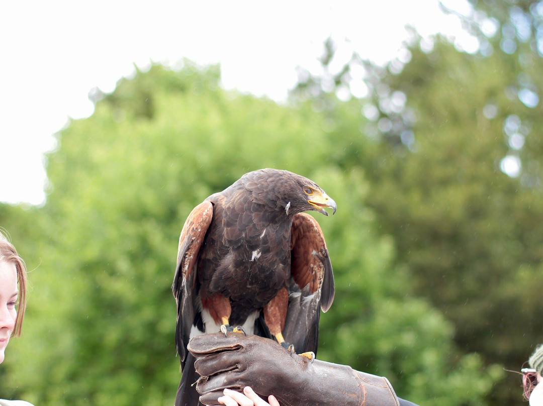 Eagles Flying景点图片