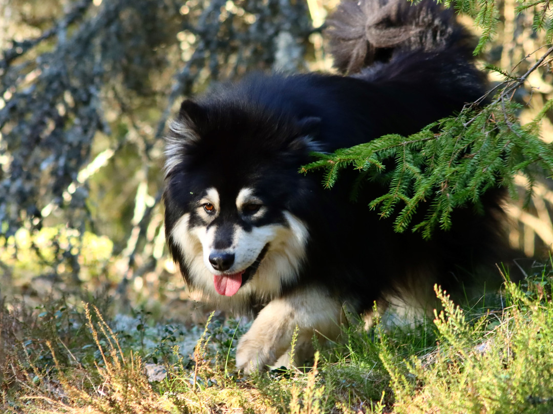 Someron Koirametsä