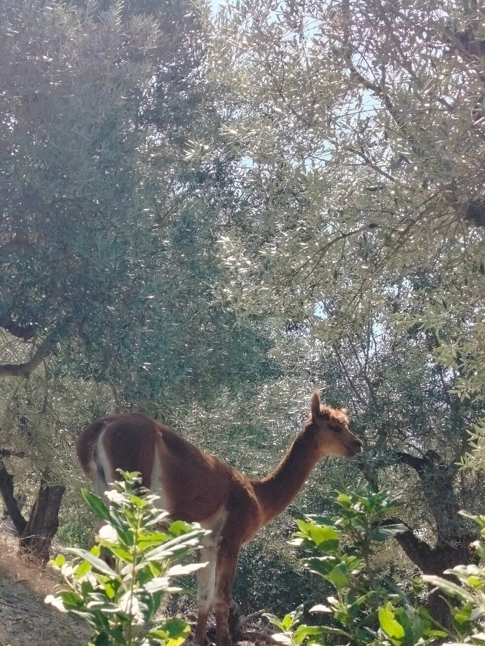 B&B Il Sentiero nel Bosco-官方