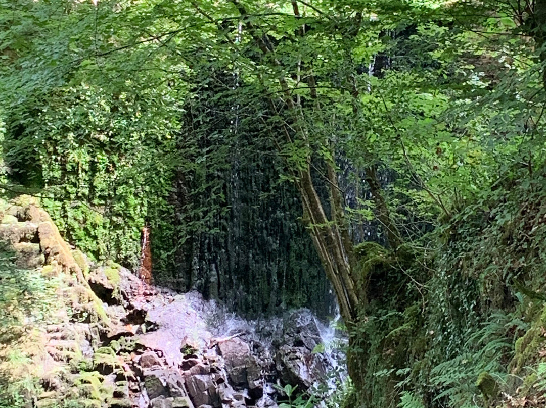 Botanical Gardens景点图片