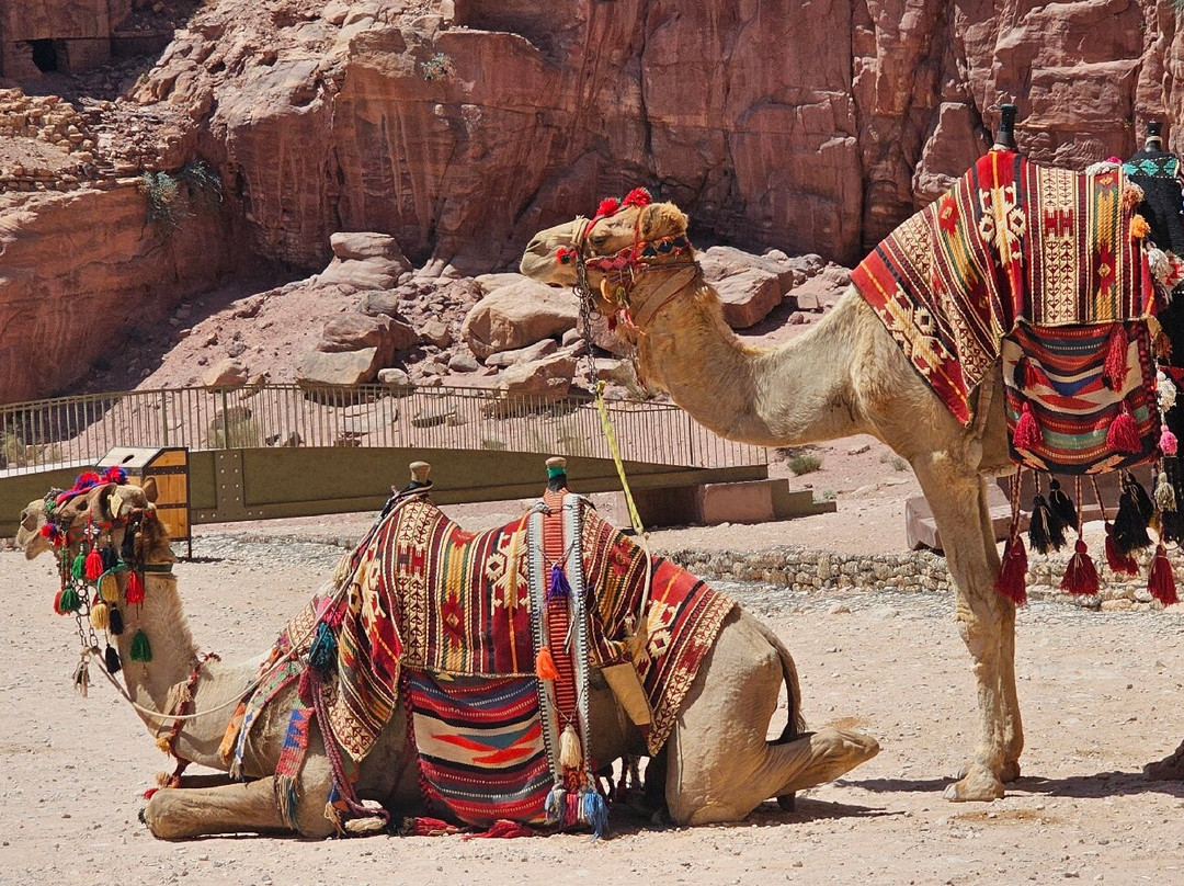 Camel Taxi-安曼必去景点