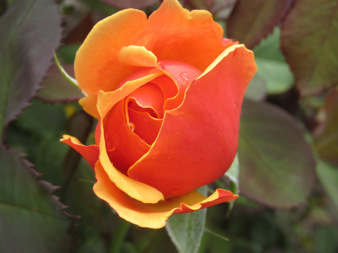 Fuller Gardens-North Hampton必去景点