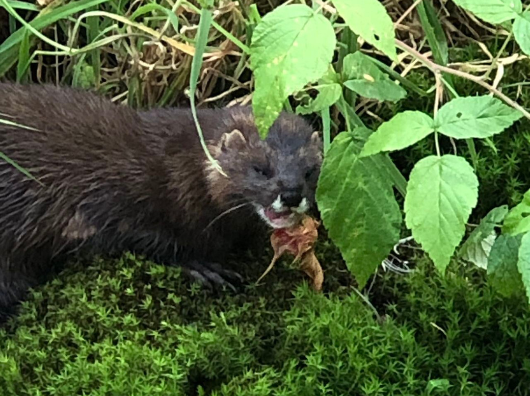 Otter-Zentrum Hankensbüttel-Hankensbuettel必去景点