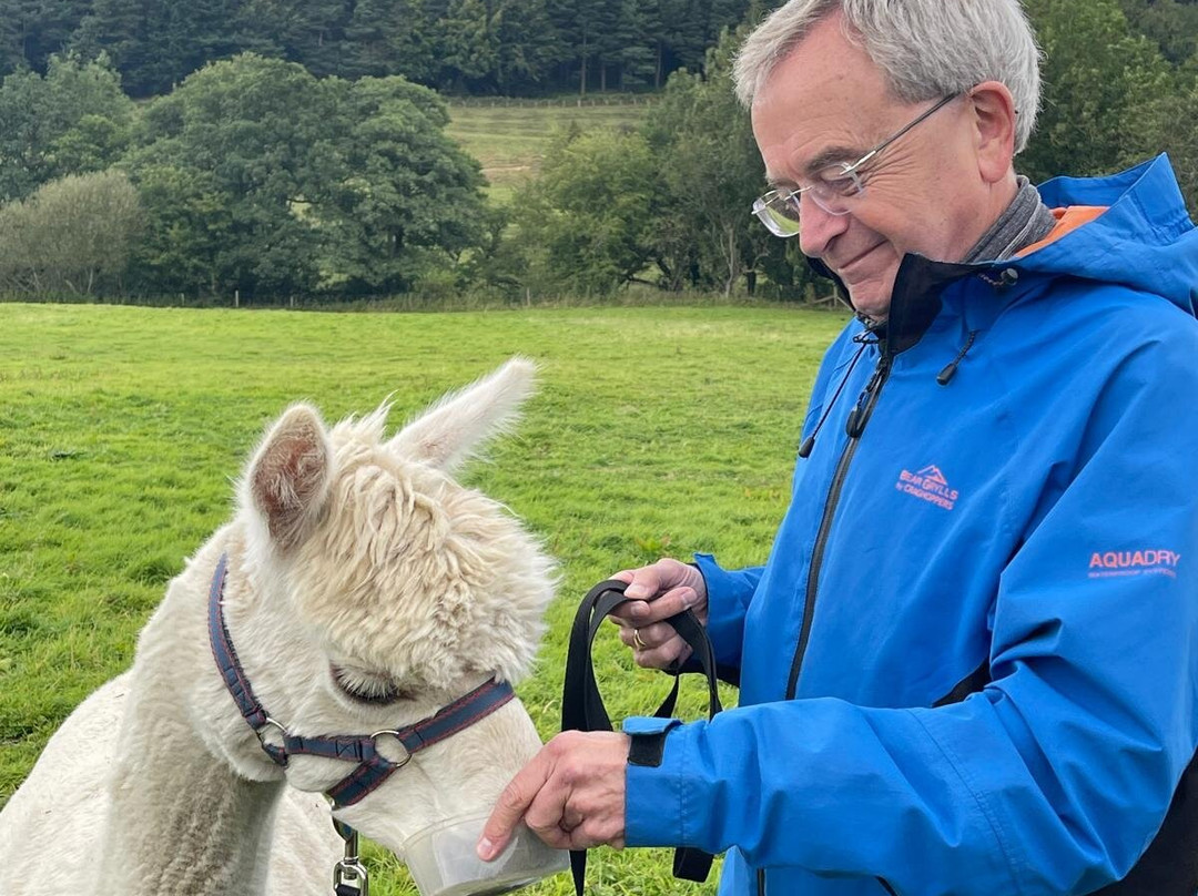 Little Alpaca Company景点图片