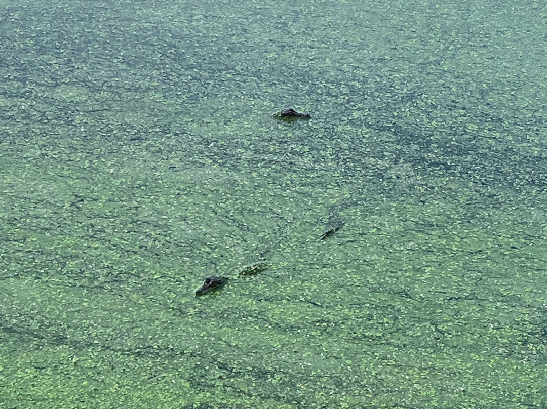 Phinizy Swamp Nature Park-奥古斯塔必去景点