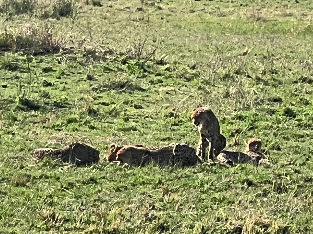 Sogno Kenya con Lorenzo di Andre-瓦塔木必去景点