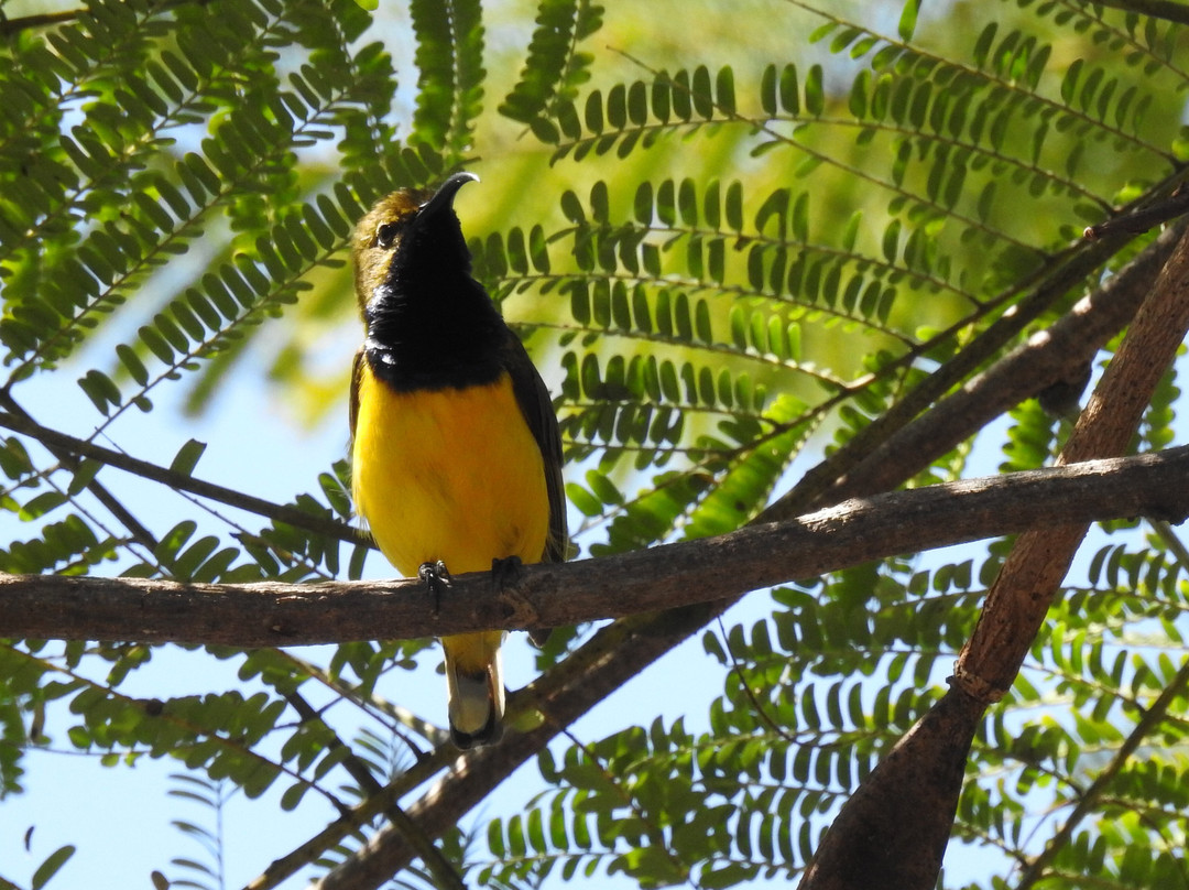Birdwatching Tropical Australia-Mossman必去景点
