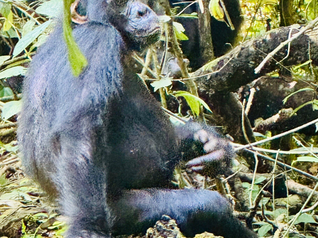 Budongo Forest Chimpanzee Tracking景点图片