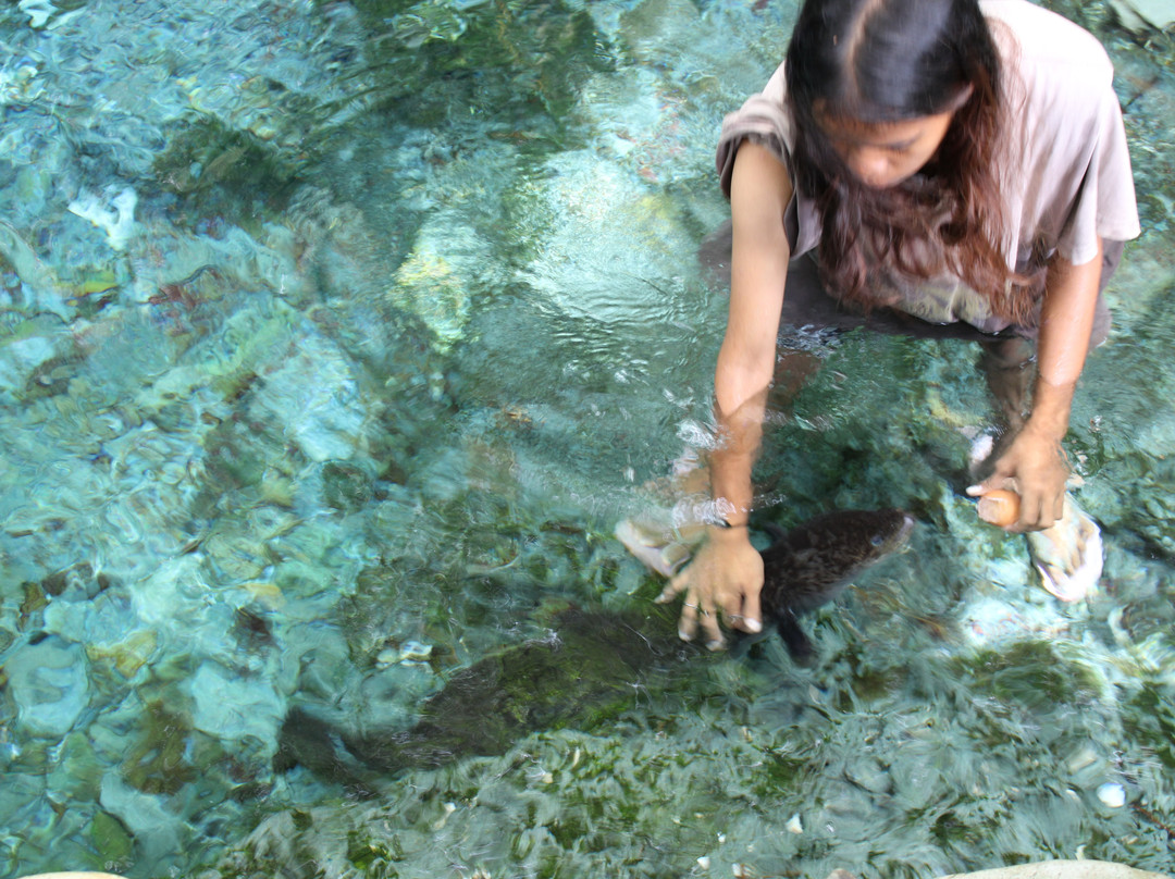 Sacred Eels of Waai-安汶必去景点