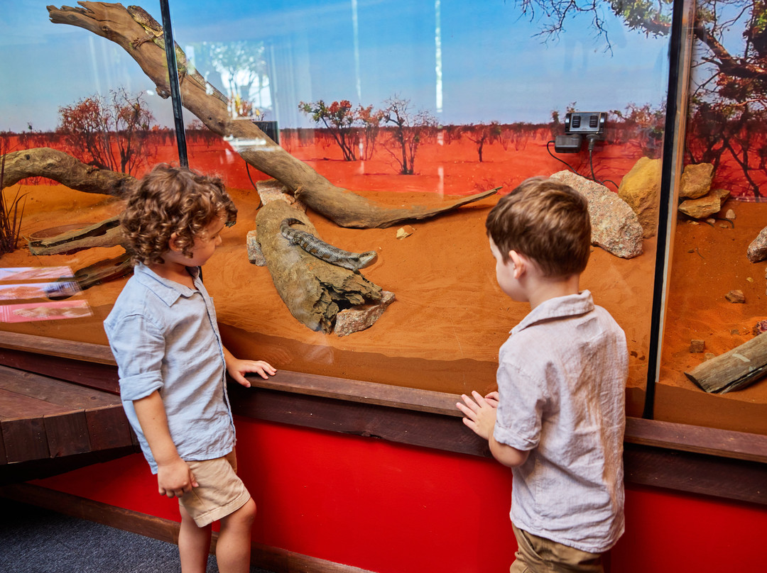 Cairns Koalas & Creatures-凯恩斯必去景点