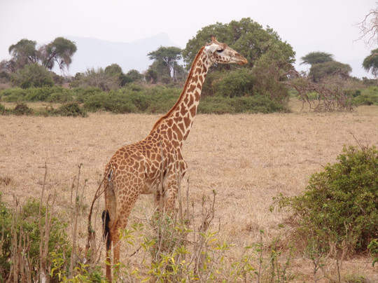 Eros Safari Kenya-瓦塔木必去景点