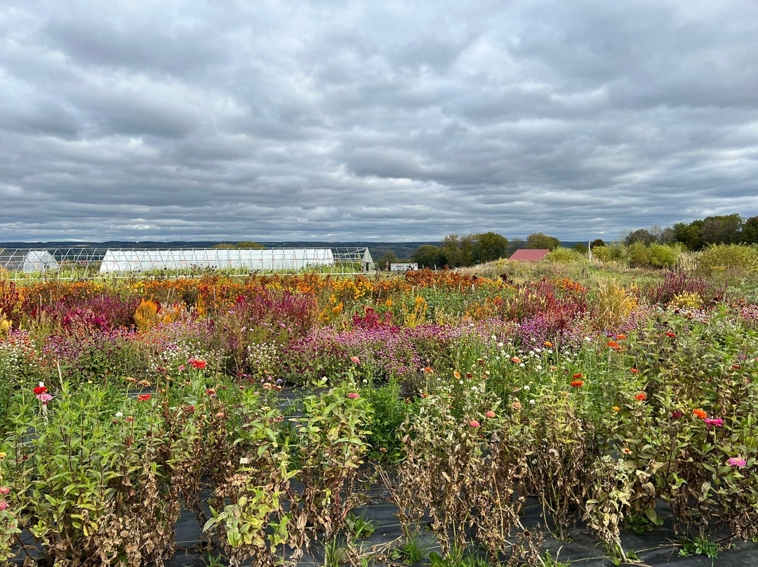 Black Walnut Bed and Breakfast主图