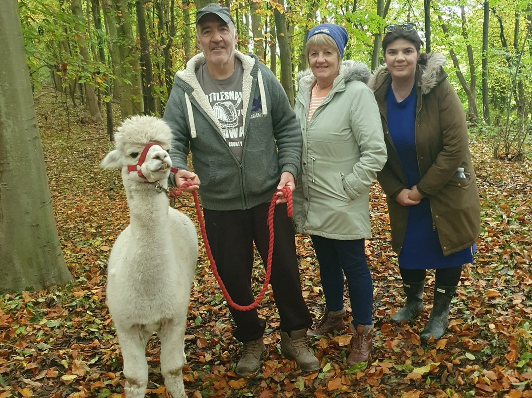 Lower Bush Alpacas景点图片