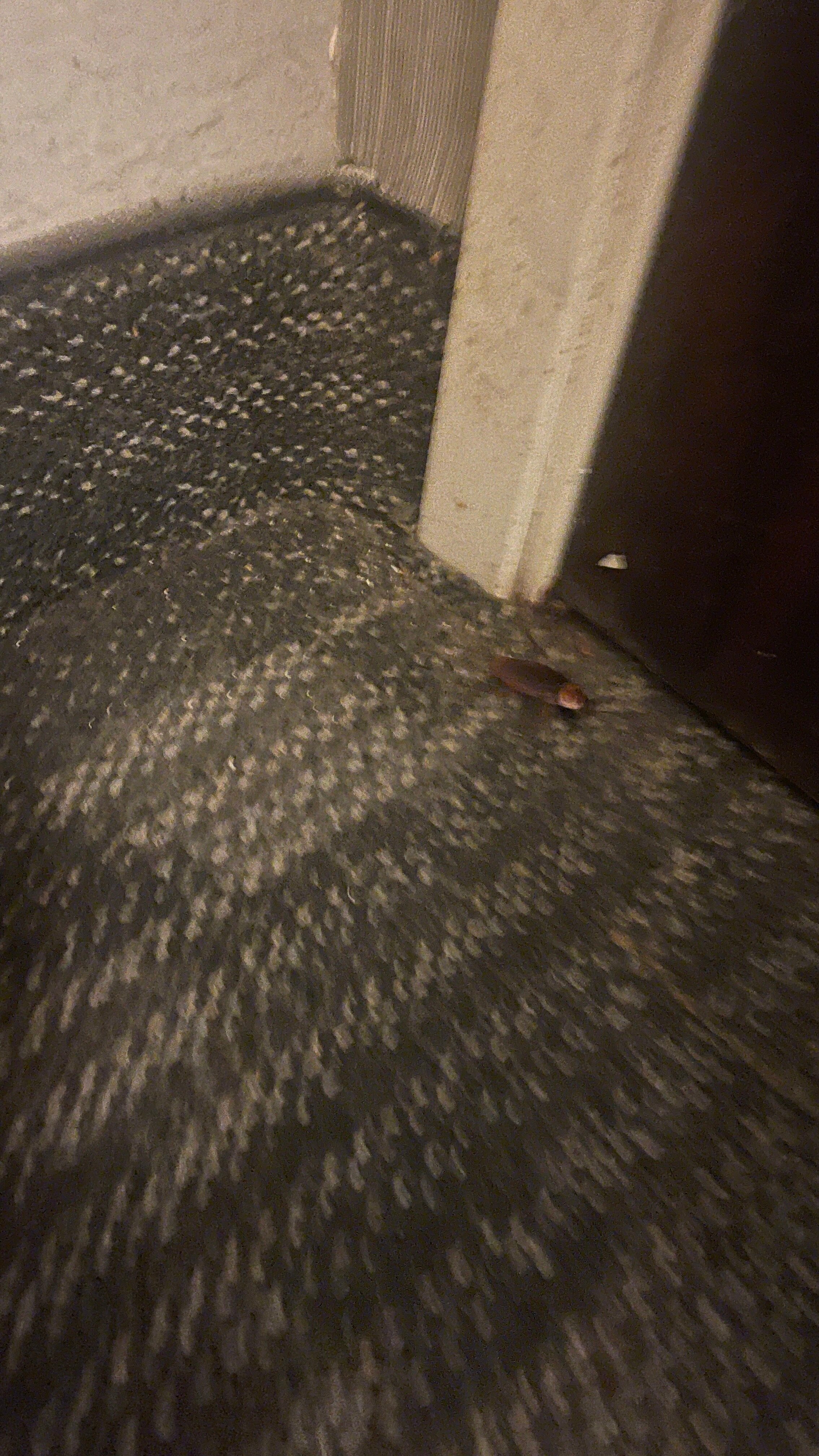 Courtyard by Marriott Dallas Mesquite-客卧